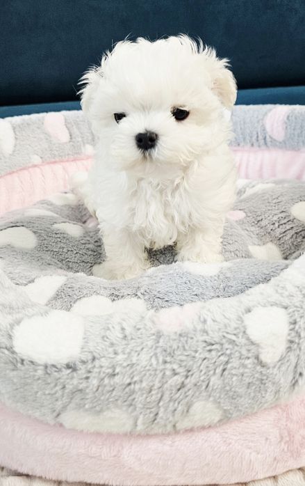 Maltańczyk malutka sunia rodowód ZKWP FCI