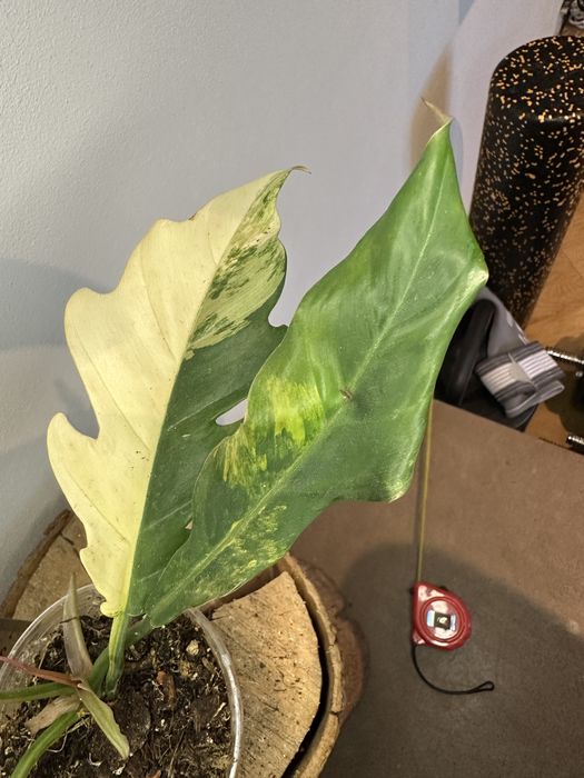 Філодендрон Philodendron  Філодендрон Caramel Marble var.