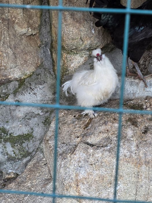 Vendo macho de galinha sedosa