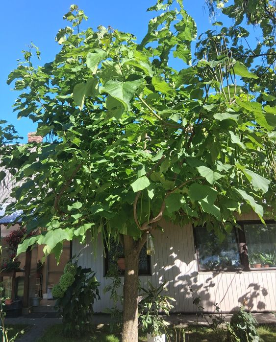 Katalpa/Surmia (catalpa bignonioides)