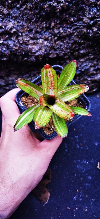 Tanio !! Bromelie, Neoregelie do Terrarium Vivarium Paludarium!