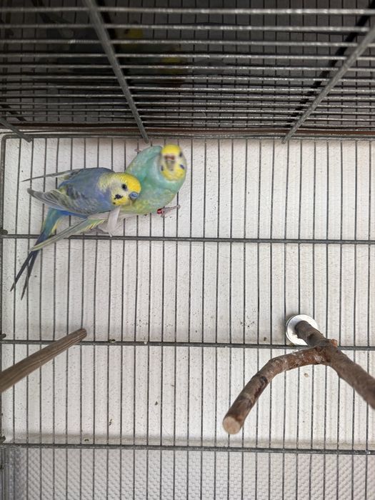 Casal de periquitos Arco Iris