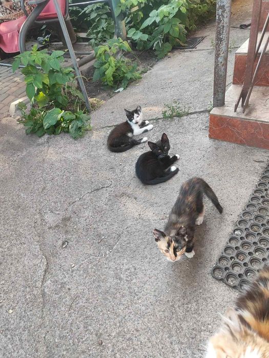 Кошенята в добрі руки