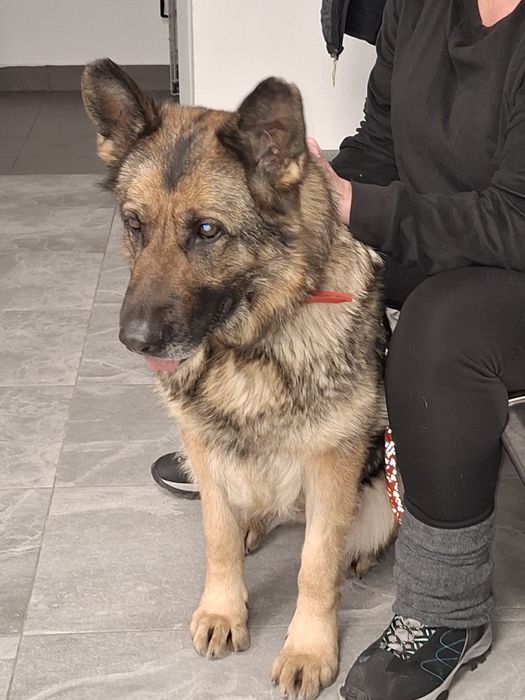 Tycia sunia owczarka szuka domu