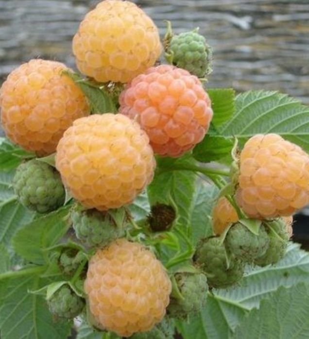 Ремонтантна малина