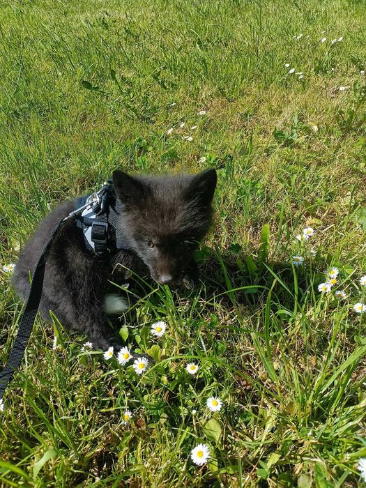 Lis, lisek, liski domowe, lisy hodowlane.  Hodowla Marble Fox, na 2026