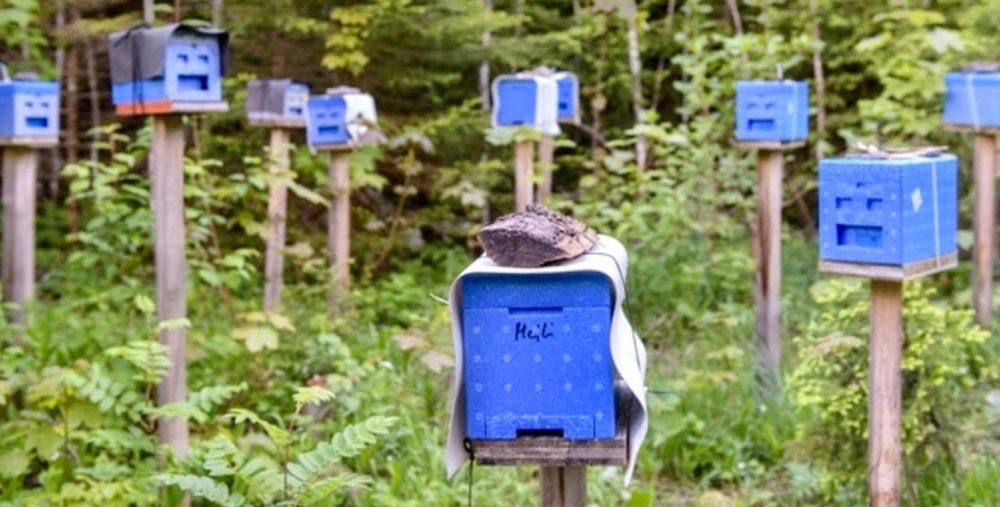 Матки Карпатка!   Матка Карніка!