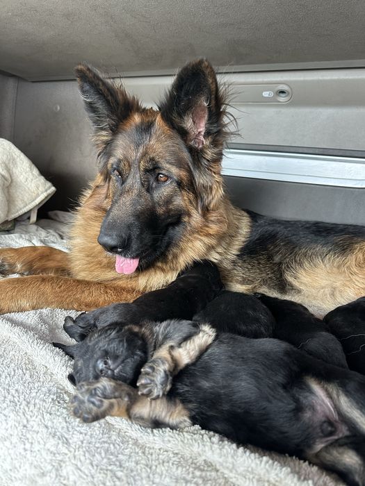 Щенята німецької вівчарки