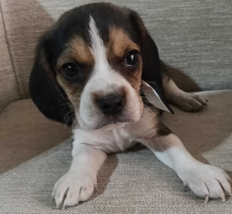 Beagle macho maravilhoso