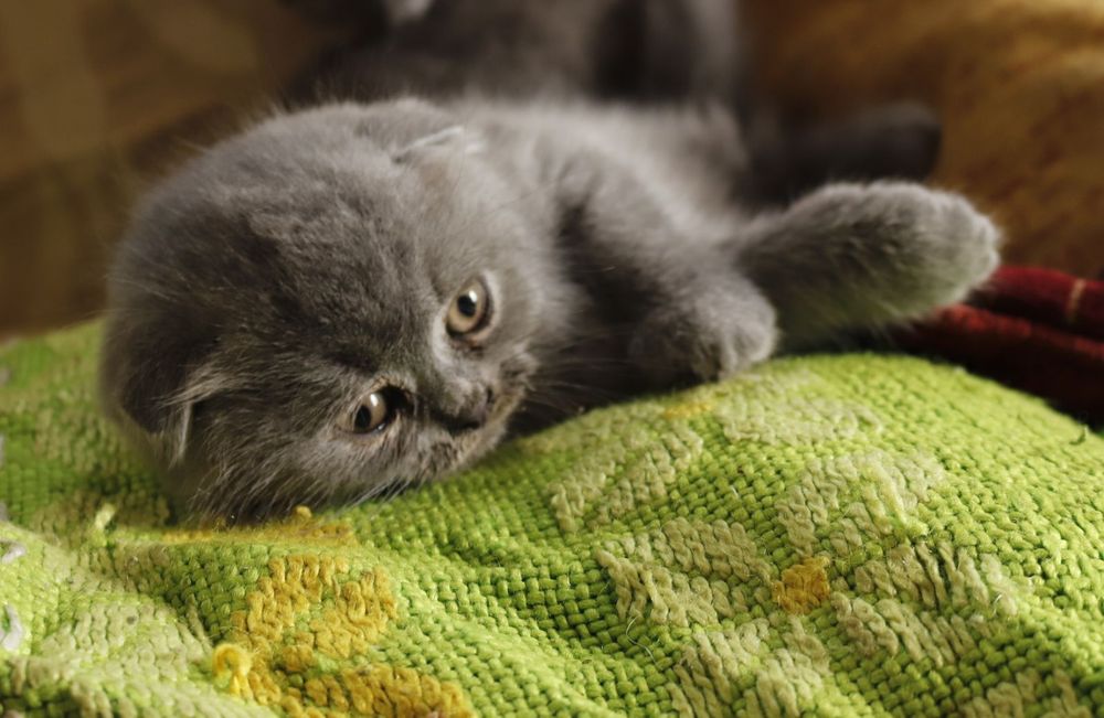 Продам британських кошенят