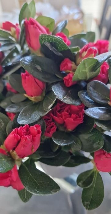 Червона азалія дуже пишна