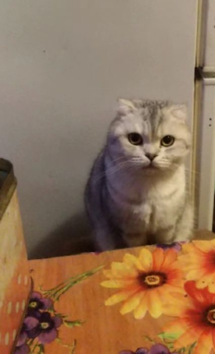 Шотландская кошка