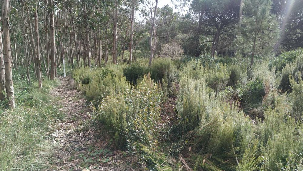 10 min da Praia do Salgado - Famalicão / Nazaré (Agricola) 7293m2
