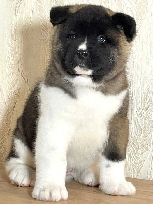 Перспективний для шоу хлопчик американська акіта, КСУ