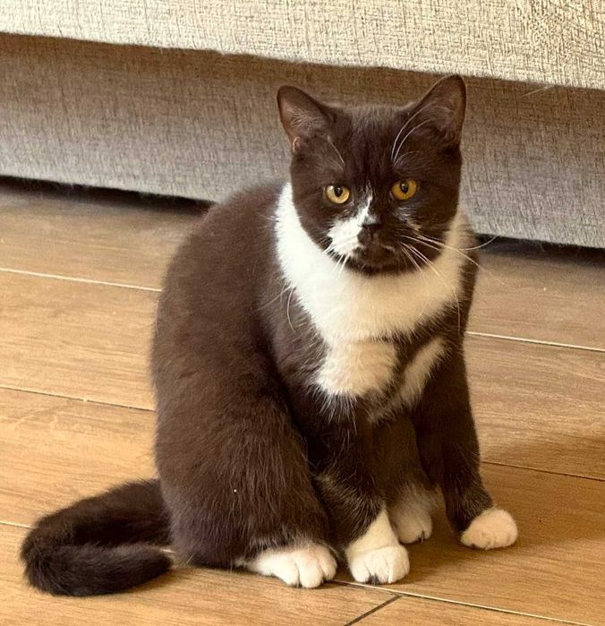 Kotka Brytyjska Czekoladowa Bikolorka