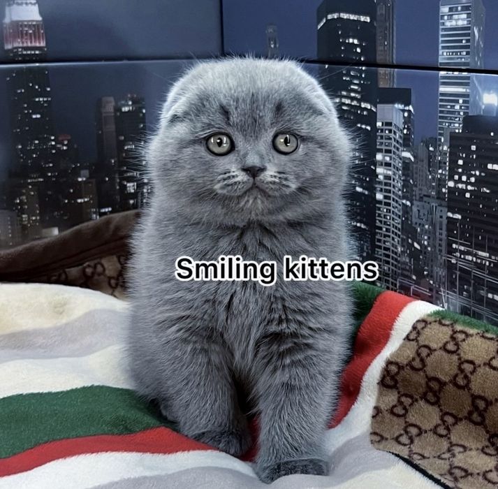 Кошенята живуть у нашому ДНК