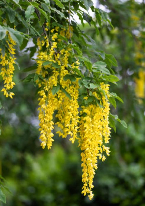 Złotokap Laburnum drzewo