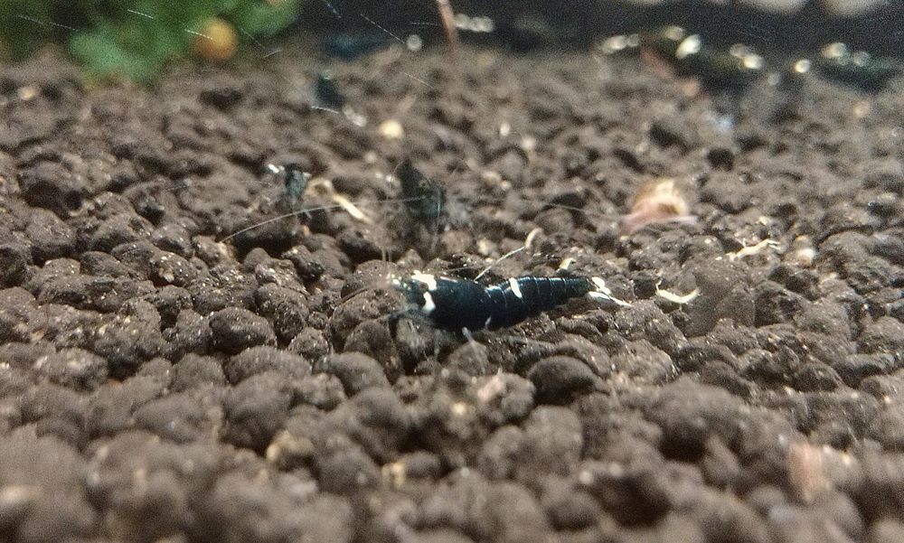 Акваріумна креветка - власного розведення!