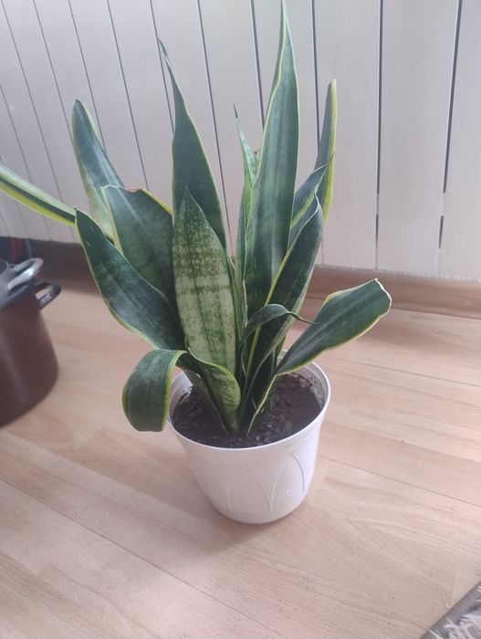 Kwiat sansevieria kwiat doniczkowy