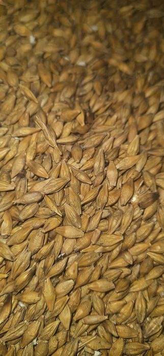 Kukurydza sucha gnieciona kruszona walcowana