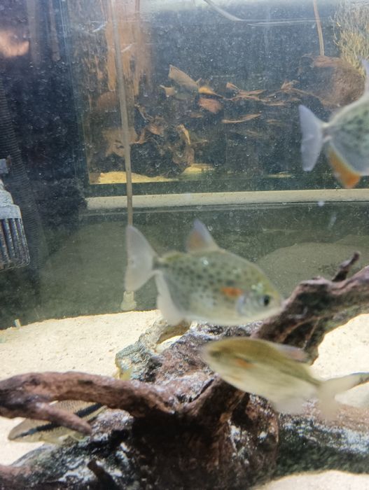 metynnis maculatus 10cm