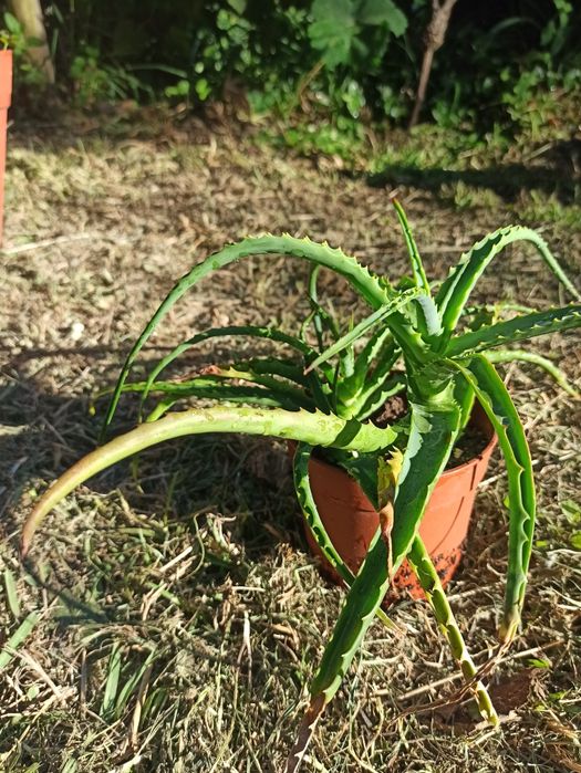 aloe vera em Vaso