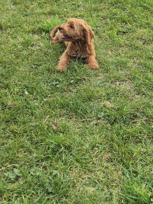 Cockapoo  suczka