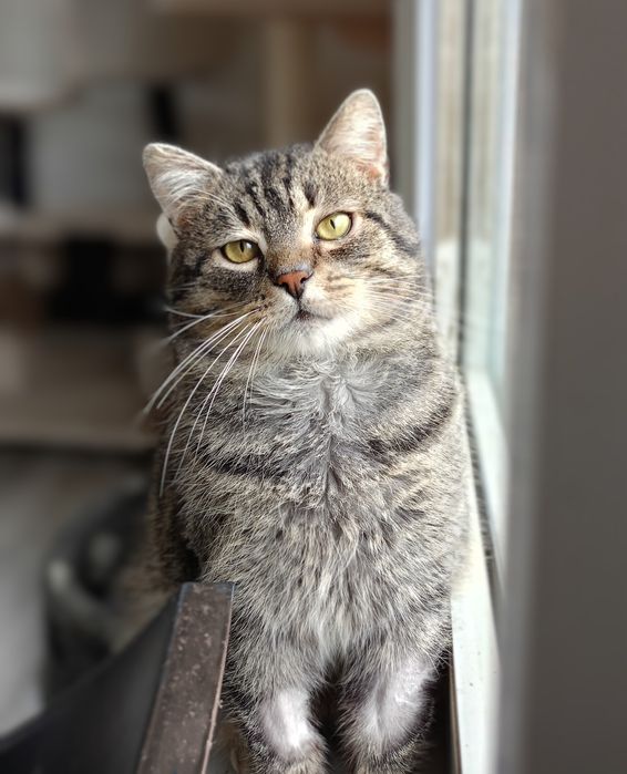 Puchaty kawaler do adopcji