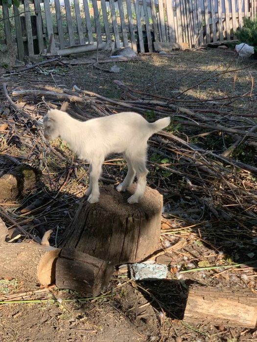 Коза Альпійська безрога