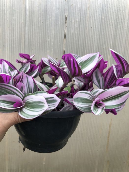 Традесканції гарнні підрощені продам традесканціі сортові