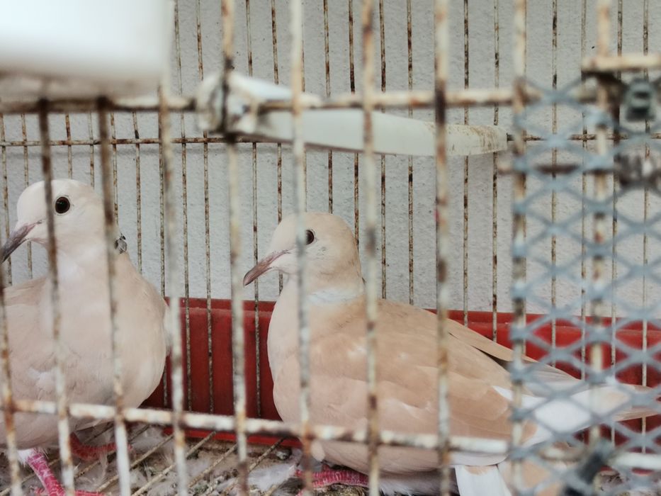 Rolas brancas novas e amarelas claras bonitas