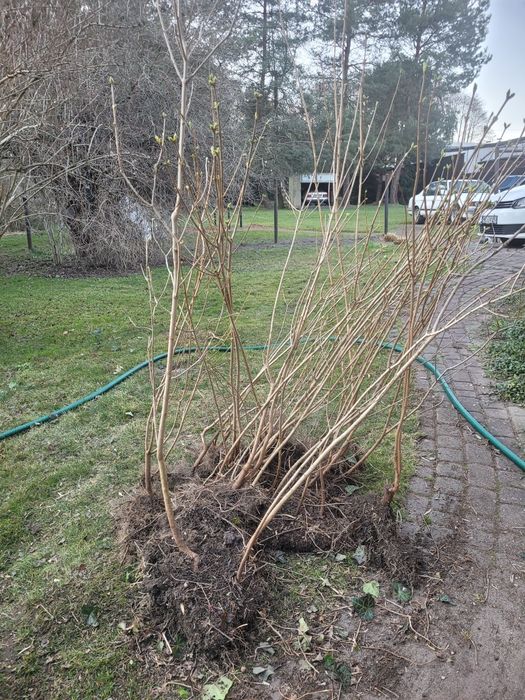 Bez biały pospolity lilak sadzonka 150-200 cm
