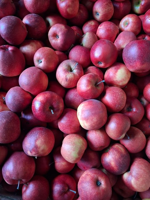 Jabłko Prince 15 skrzyń