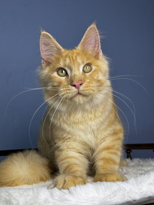 Эфектный мальчик мейн кун с выразительной внешностью   Mainecoon