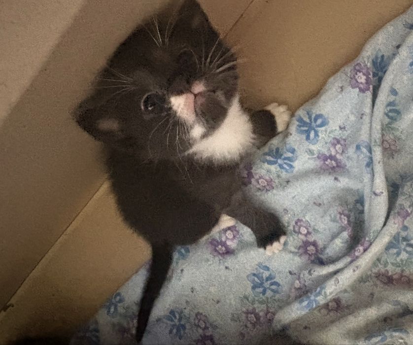 Котята маленькие