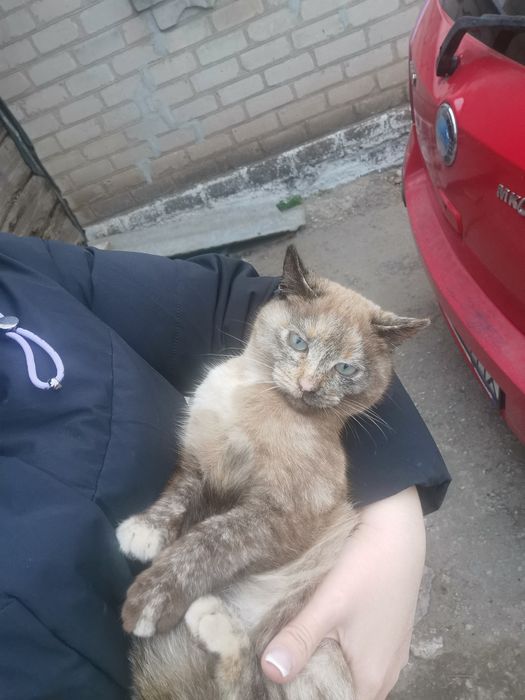 Киці шукають новий дім