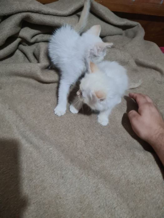 Gatinhas para Adoção
