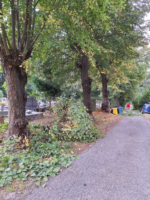 Wycinka Drzew z gruntu