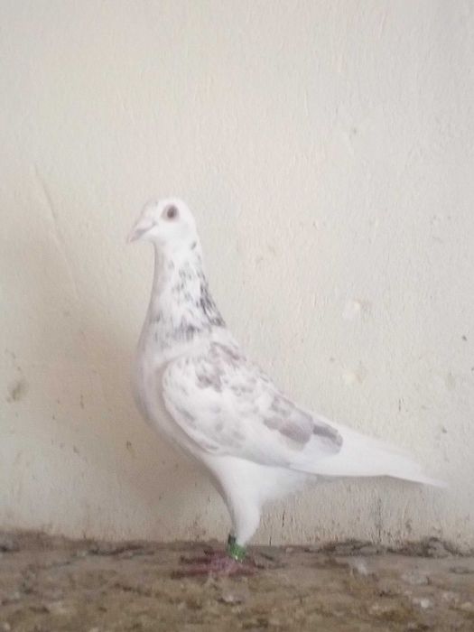 golebie pocztowe Vos x Delbar