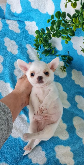 Excelente mini chihuahua/chiuaua Qualidade, Linhagem Russa