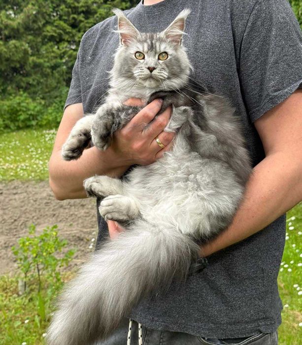 Kochana koteczka Maine coon