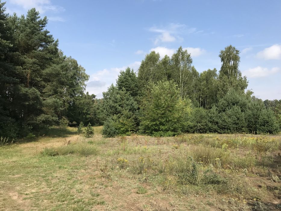 Działki Aleksandria z wydanymi WZ - Widok 4