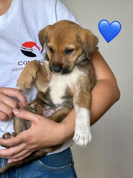Cães bebés para adoção responsável