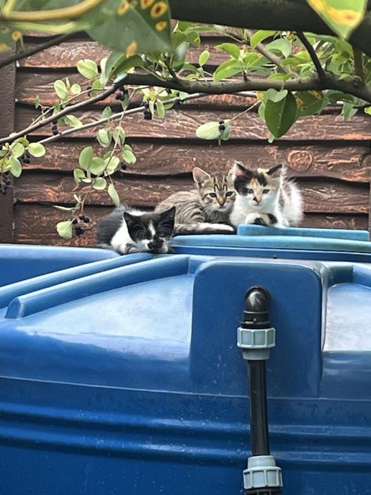 Отдам котят в добрые руки