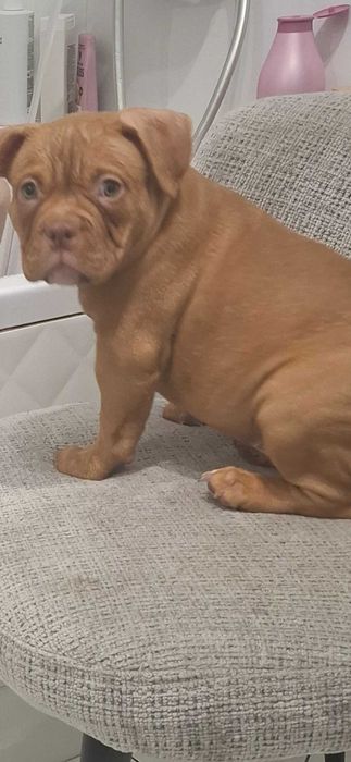 Булли покет девочка киев