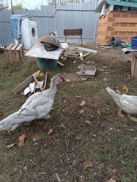 ЛАВАНДОВІ качки,шипуни,мускуси