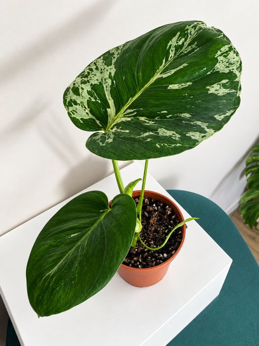 Monstera bulbasaur