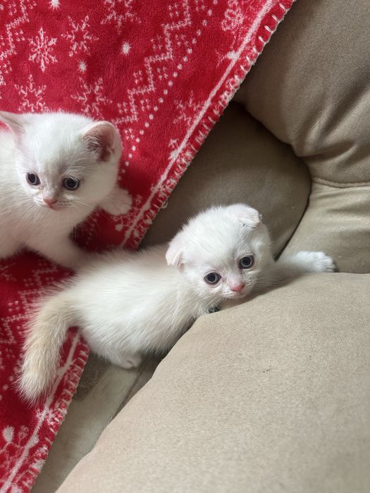 Котята  породистые «скоттиш-фолд»
