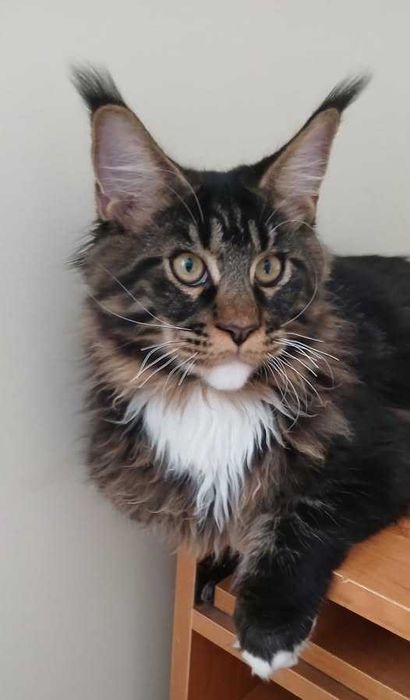 NIKITA kocurek Maine Coon