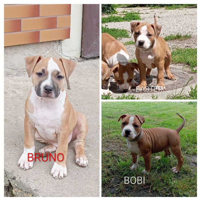 American Staffordshire Terrier